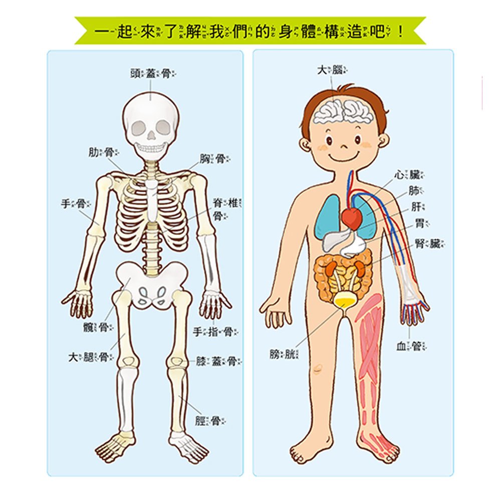 奇妙世界探險趣-小臉會說話+身體大不同+身體變變變+身體有祕密(共四冊)