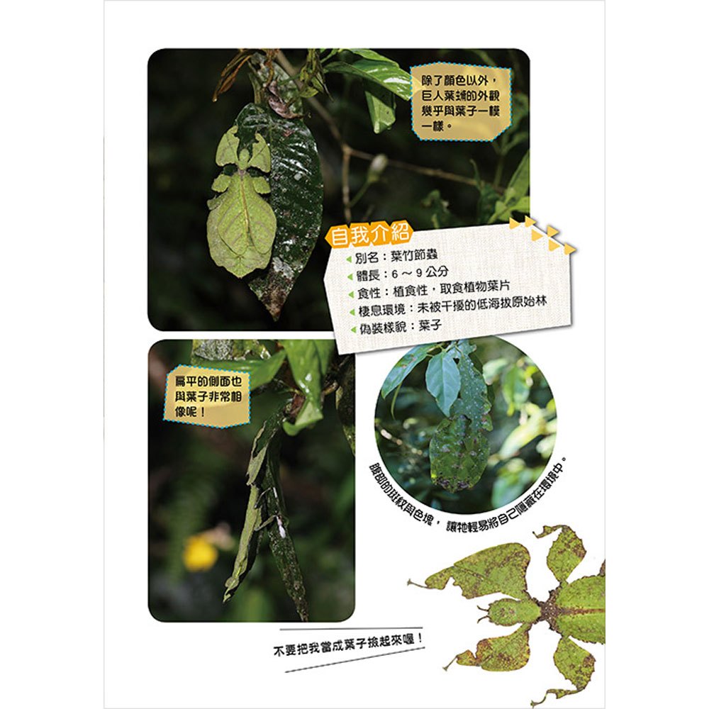 不可思議!讓你猜不透的生物偽裝術