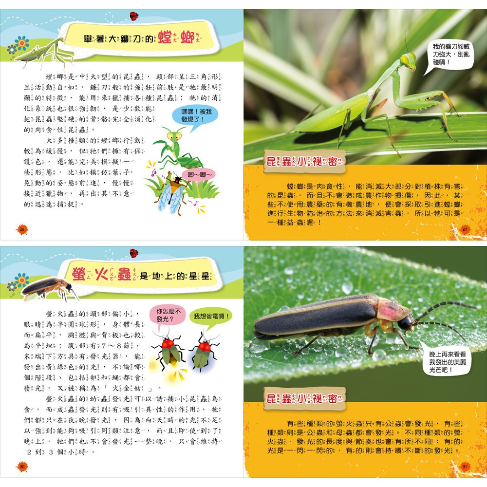 創意積木：昆蟲王國小百科【附3款百變益智積木】