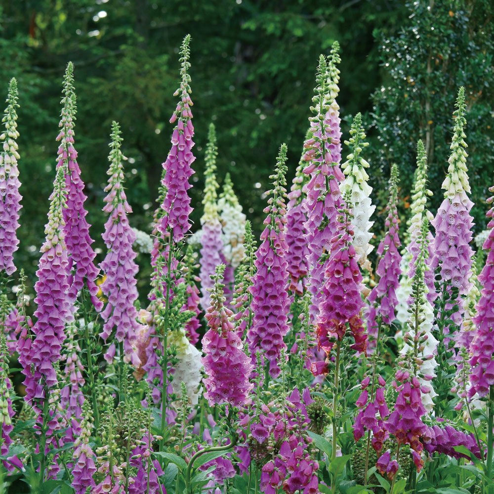 植物小百科(正方彩色精裝書144頁)