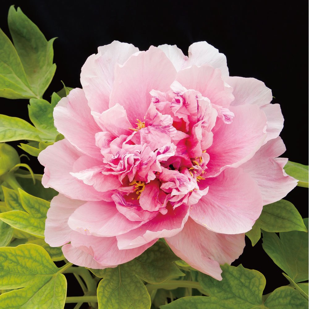 植物小百科(正方彩色精裝書144頁)