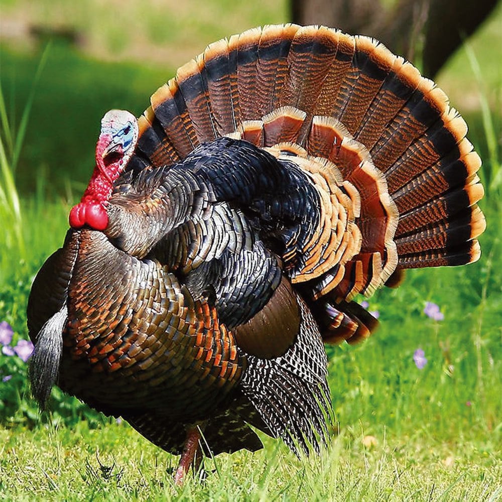 野生動物小百科