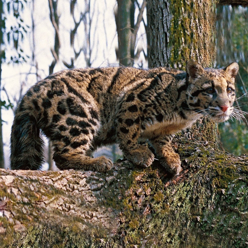 野生動物小百科