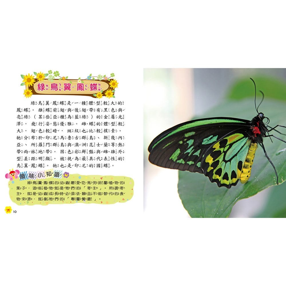 蝴蝶小百科