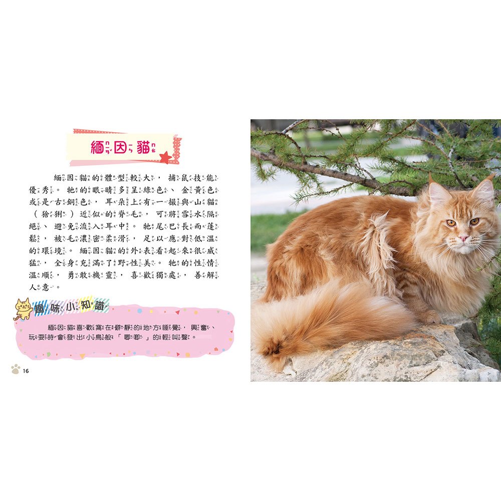 貓咪小百科
