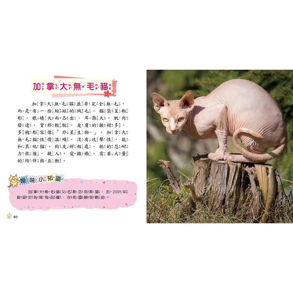 貓咪小百科