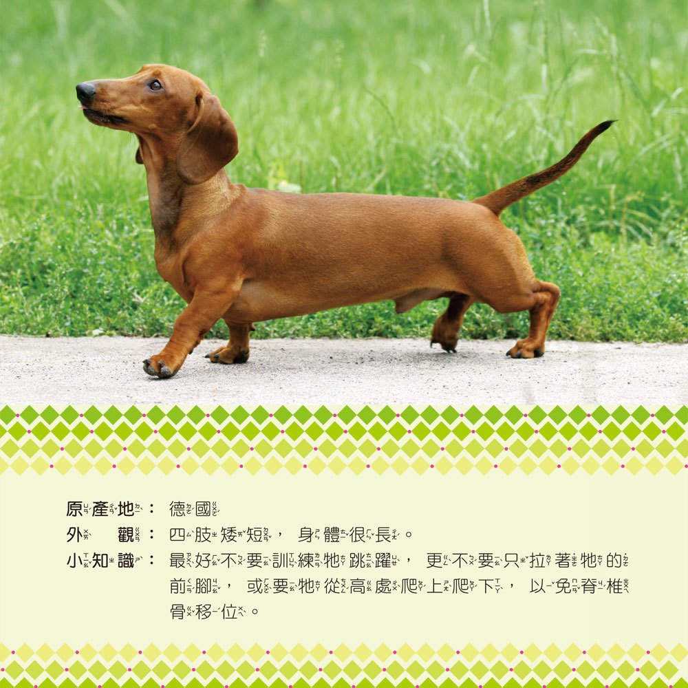 寵物小百科