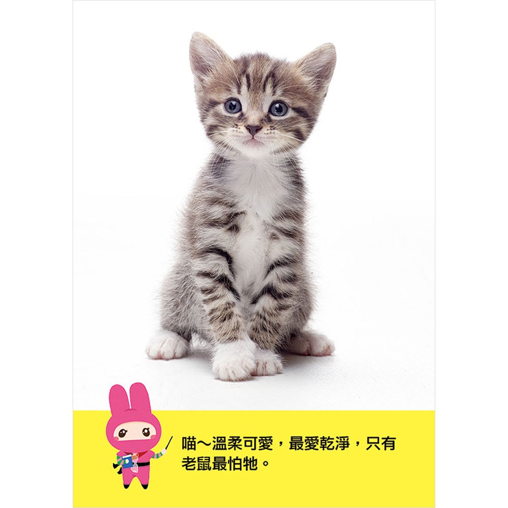 忍者兔認知學習圖卡：動物世界【40張雙面全彩圖卡+收納鐵盒】