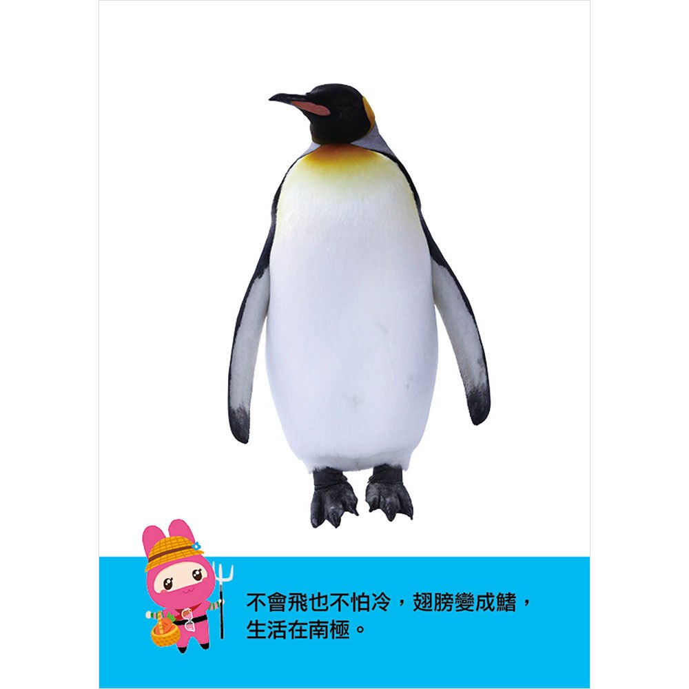 忍者兔認知學習圖卡：動物世界【40張雙面全彩圖卡+收納鐵盒】