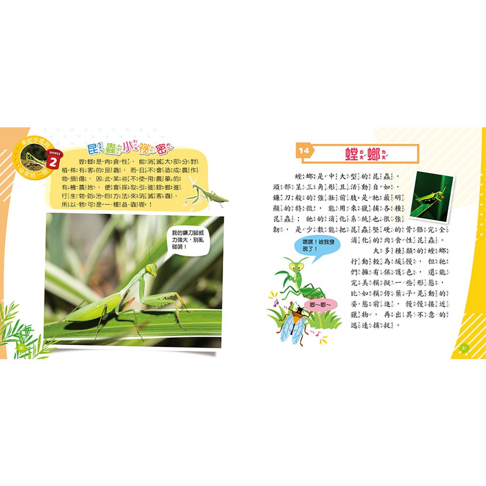 忍者兔魔法投影手電筒：昆蟲王國百科圖鑑【48張投影影像，帶你認識各種奇妙有趣的昆蟲！】