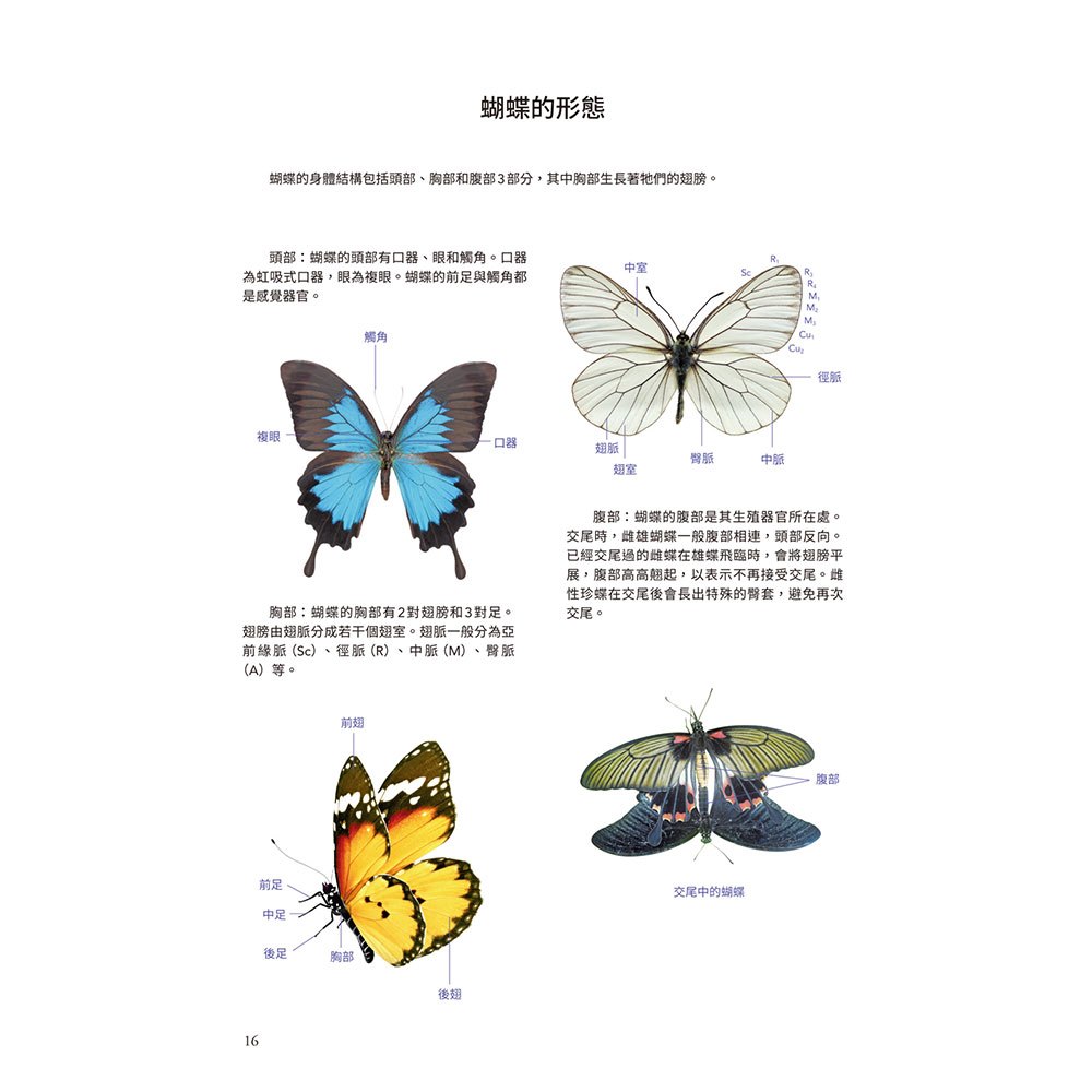蝴蝶輕圖鑑