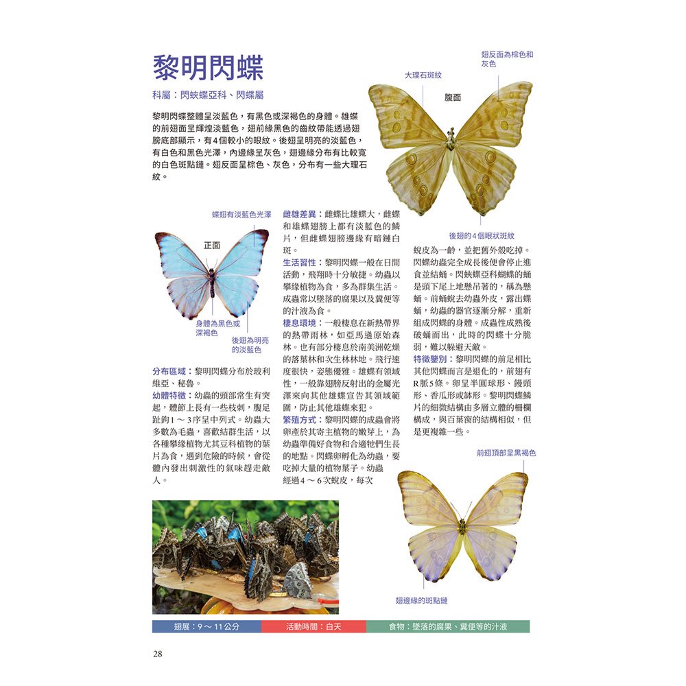 蝴蝶輕圖鑑