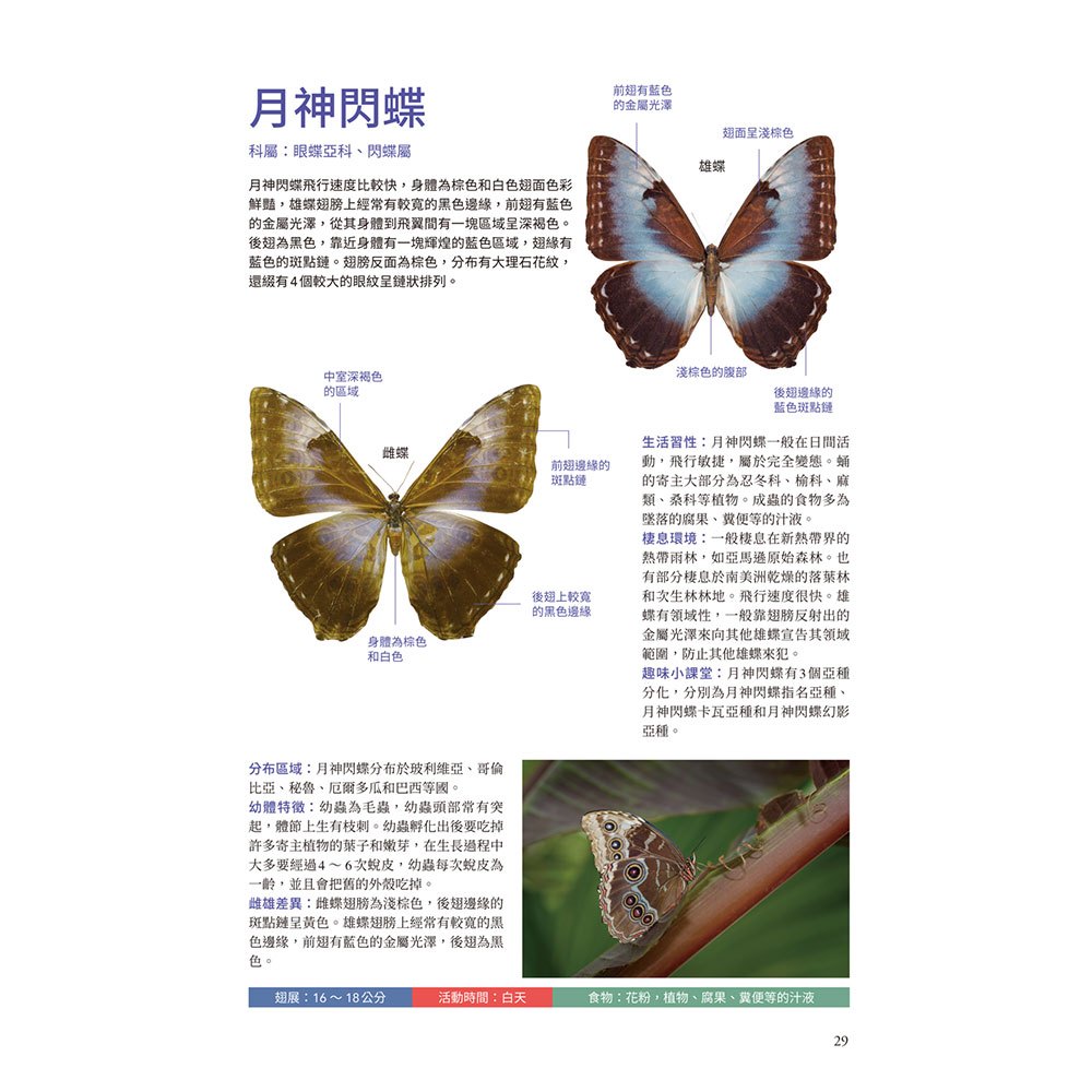 蝴蝶輕圖鑑