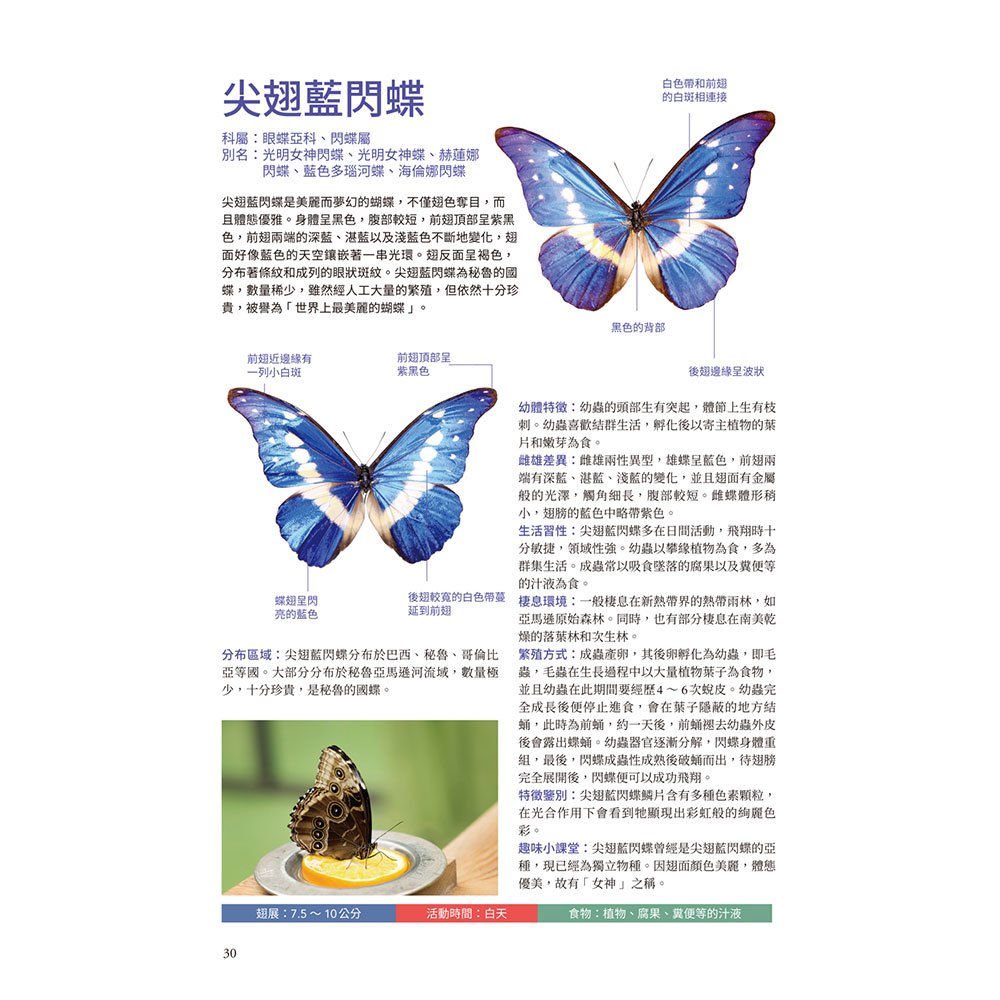 蝴蝶輕圖鑑