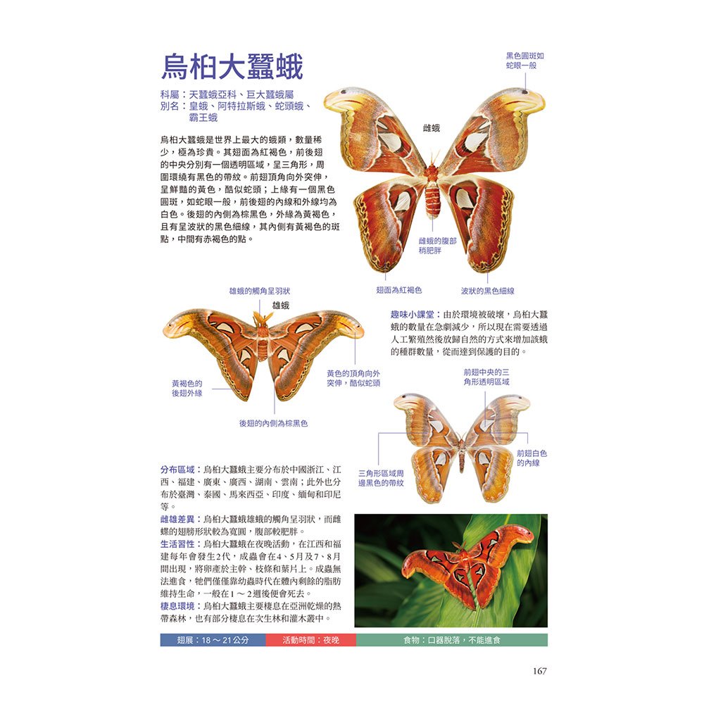 蝴蝶輕圖鑑