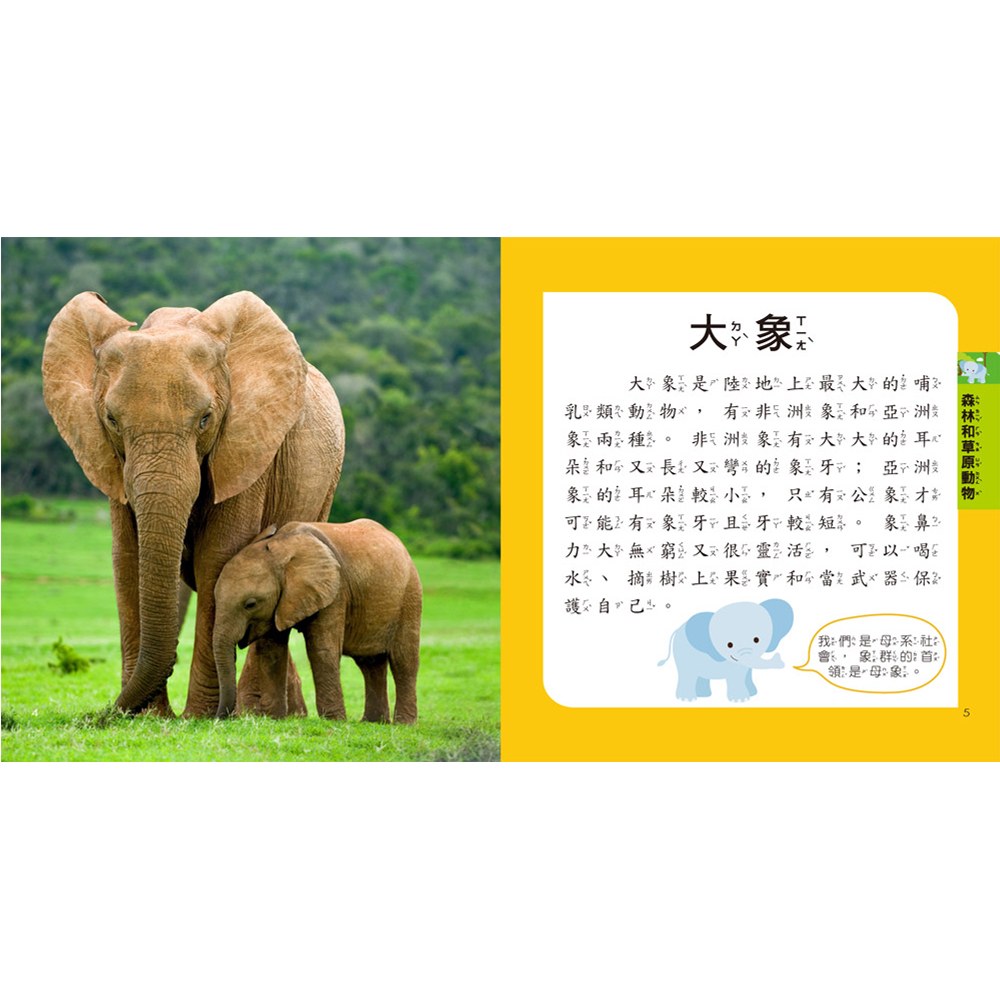 5Q益智教具:動物探險隊