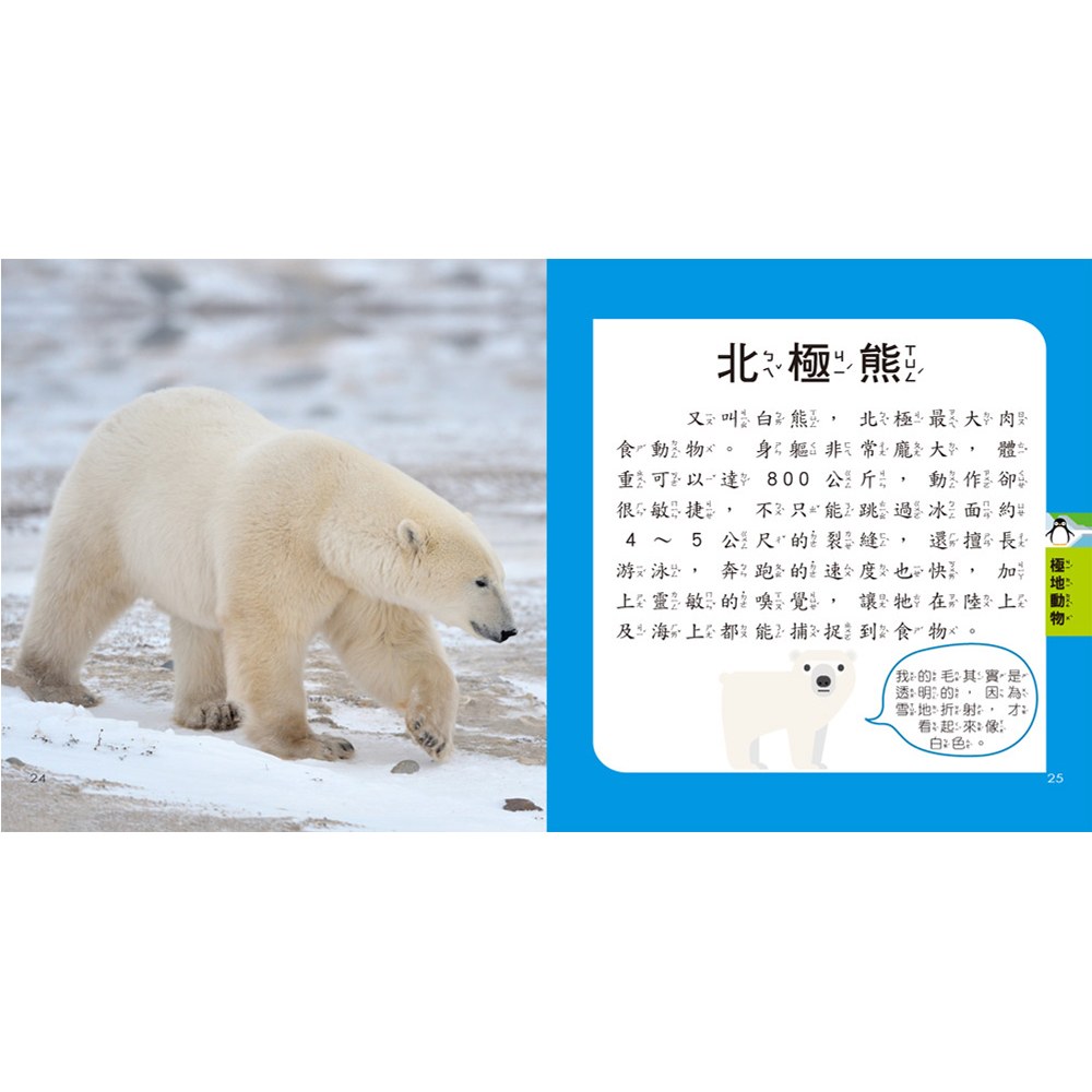 5Q益智教具:動物探險隊