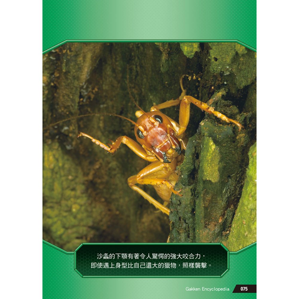 驚奇昆蟲大百科