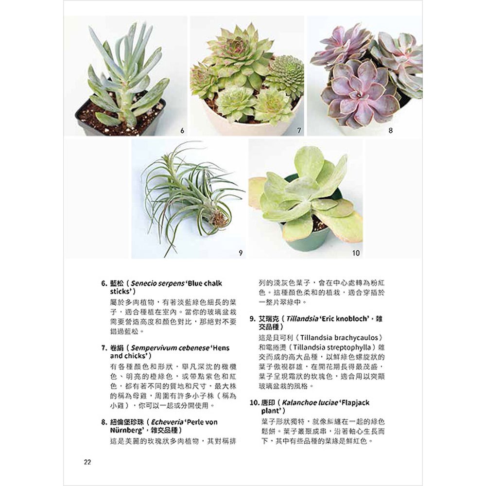 個性風綠植星球