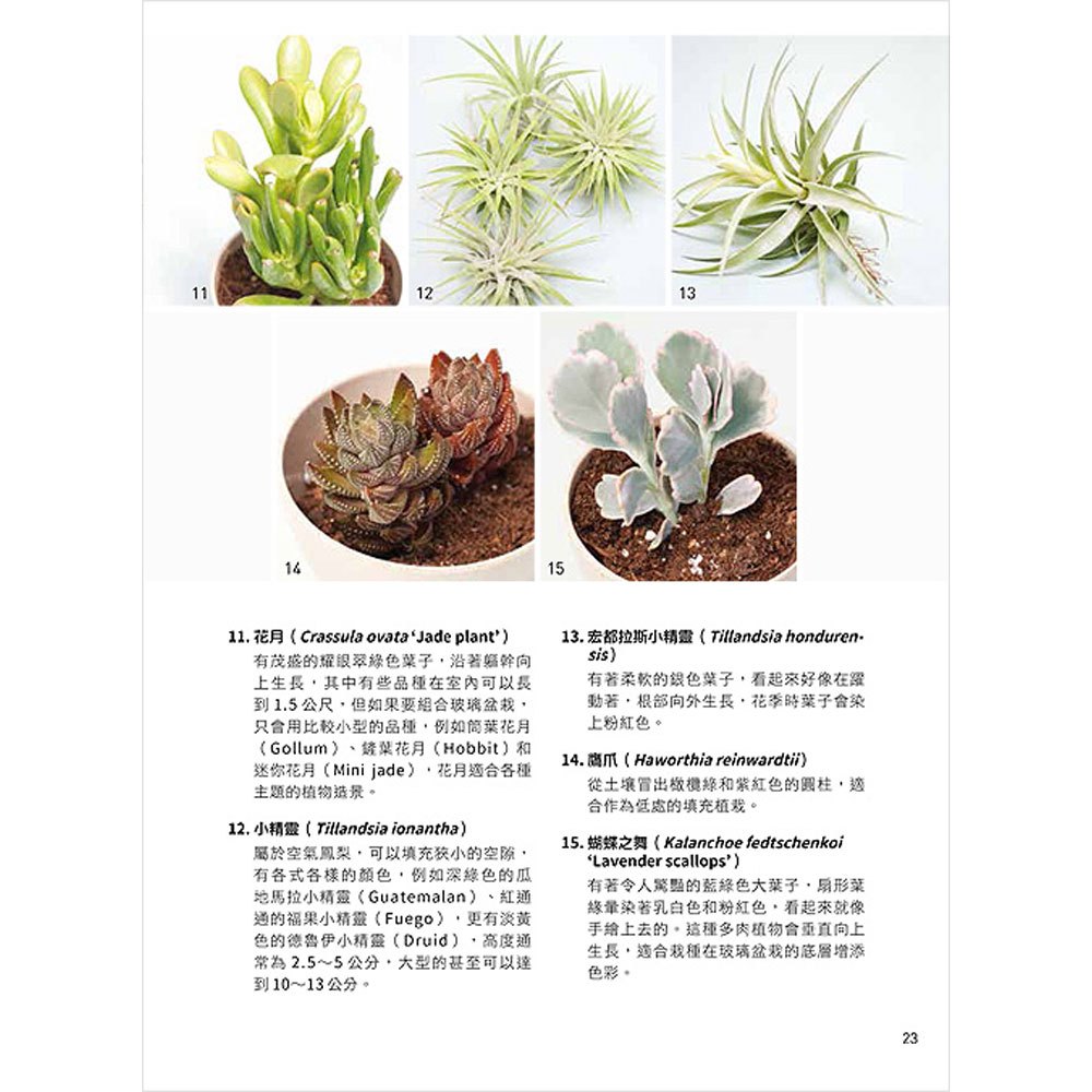 個性風綠植星球