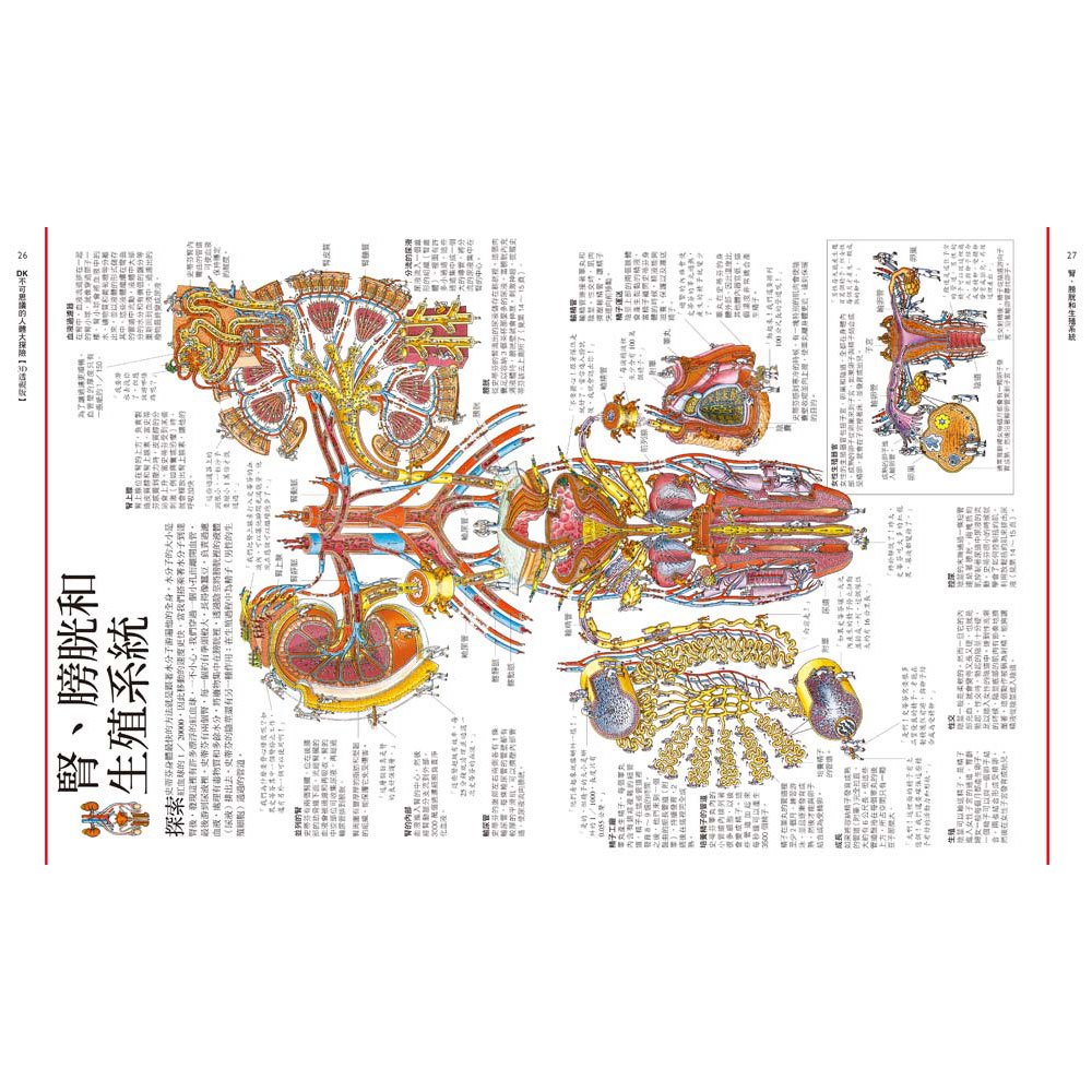DK不可思議的人體大探險【3D透視版】