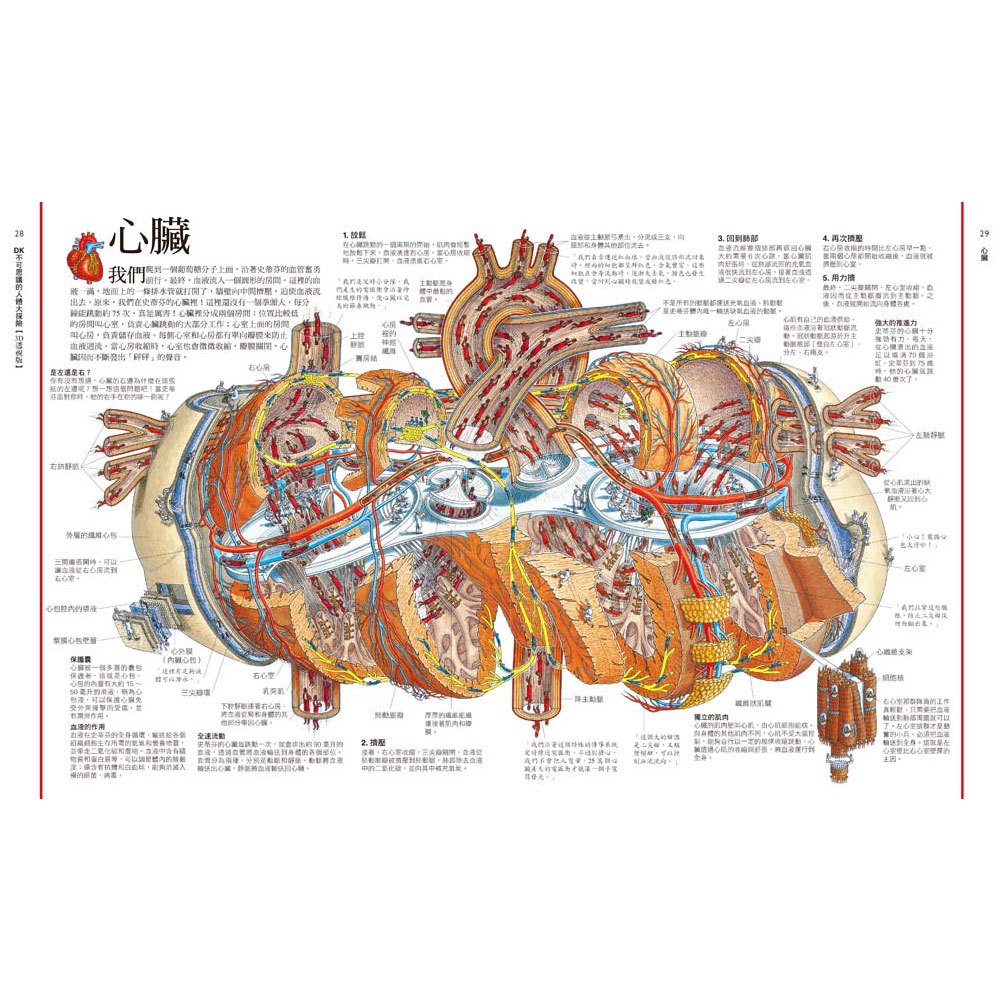 DK不可思議的人體大探險【3D透視版】